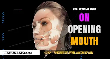 Unveiling the Muscles Behind Jaw Movement: Opening Your Mouth Explained
