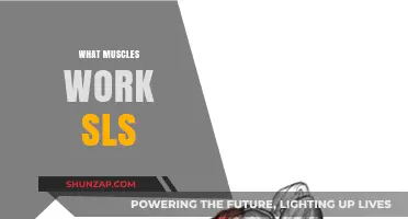 Understanding the Key Muscles Activated During Straight Leg Raises (SLS)