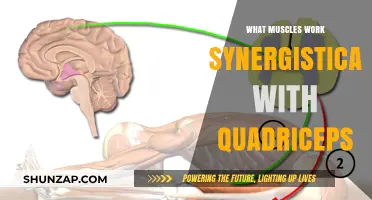 Muscles Teaming Up with Quadriceps for Optimal Leg Function