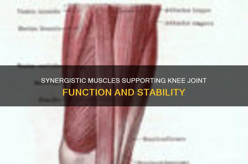 what muscles work synergistically with the knee joint