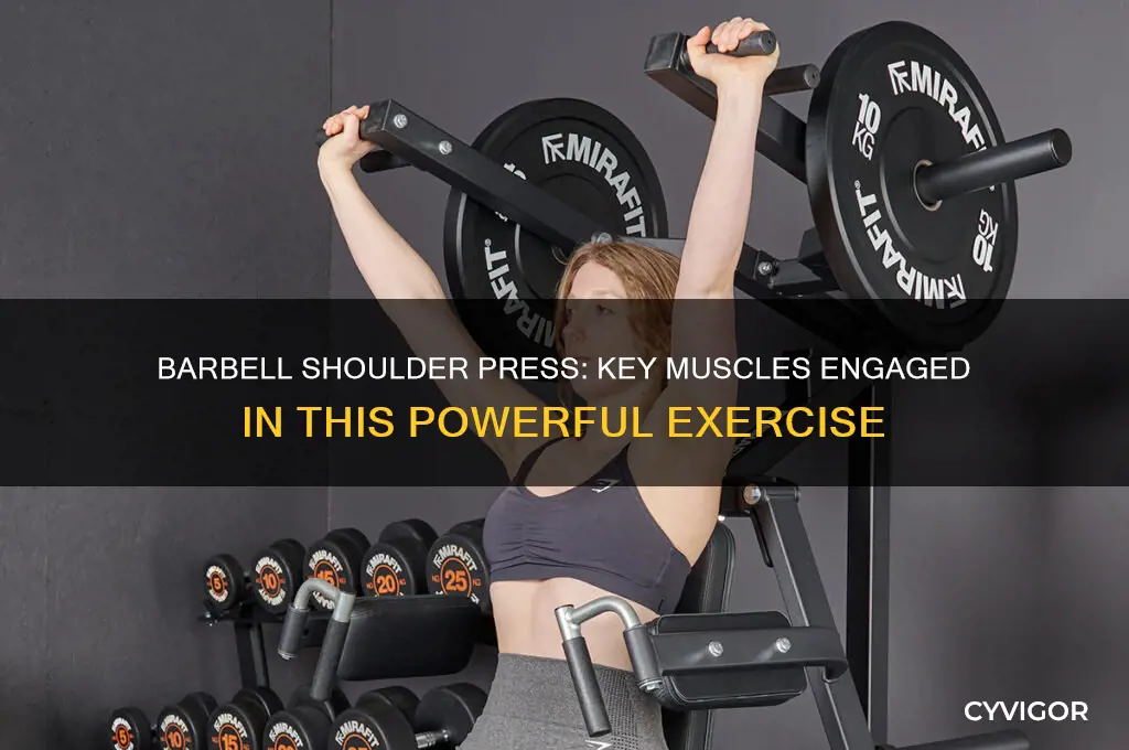 what muscles work the barbell shouklder press