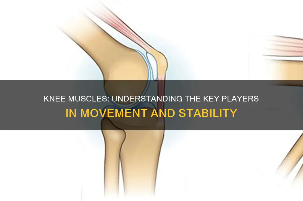 what muscles work the knee