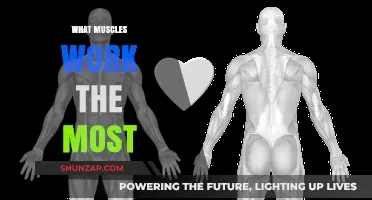Maximize Your Workout: Discover Which Muscles Work the Most
