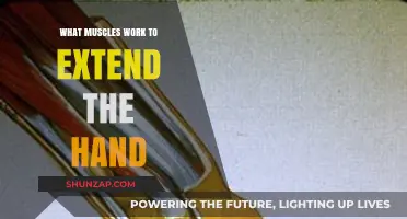 Hand Extension Muscles: Understanding the Key Players in Wrist and Finger Movement