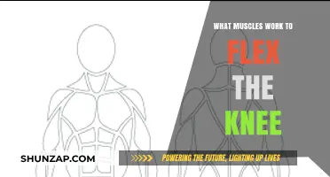 Knee Flexion Muscles: Understanding the Key Players in Leg Movement