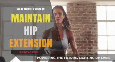 Muscles Behind Hip Extension: Key Players for Stability and Strength