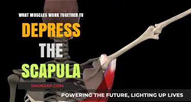 Muscles Collaborating to Depress the Scapula: A Comprehensive Guide