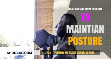 Muscles Uniting for Posture: Key Groups That Keep You Upright