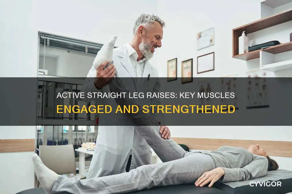 what muscles work when doing active straight lefg raises