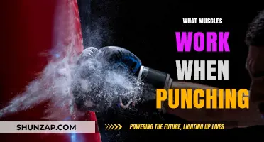 Muscles Behind a Powerful Punch: Anatomy of Striking Strength