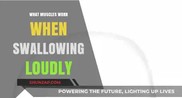 Understanding the Muscles Involved in Loud Swallowing: A Comprehensive Guide