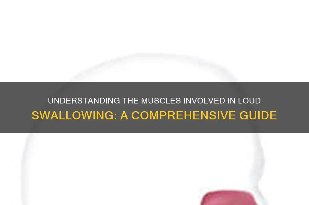 what muscles work when swallowing loudly