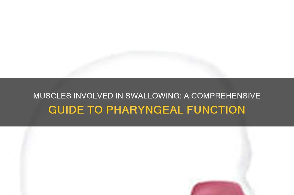 what muscles work when swallowing