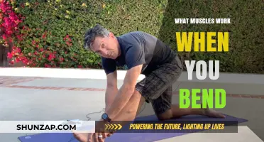 Muscles Engaged When Bending: Understanding Your Body's Flexibility