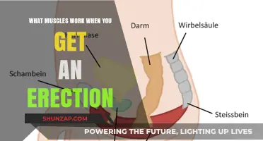 Erection Mechanics: Muscles Involved in Achieving and Maintaining Firmness