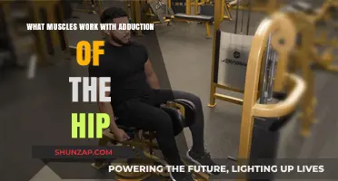 Hip Adduction Muscles: Key Players in Inner Thigh Strength and Stability