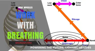 Breathing Mechanics: Muscles Essential for Inhalation and Exhalation Explained