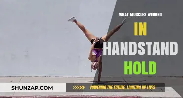 Handstand Hold Muscles: Core, Shoulders, and Upper Body Activation Explained