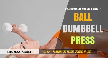 Stability Ball Dumbbell Press: Muscles Targeted for Core Strength