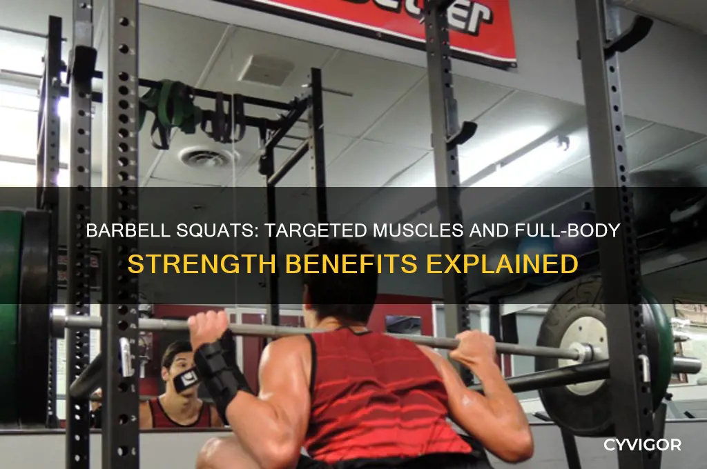 what muscles would barbell squats work