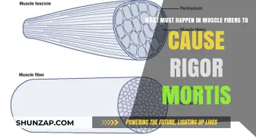 Unraveling Rigor Mortis: Muscle Fiber Changes Post-Mortem Explained