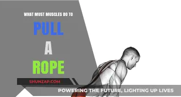 Muscle Mechanics: How Muscles Contract to Pull a Rope Effectively