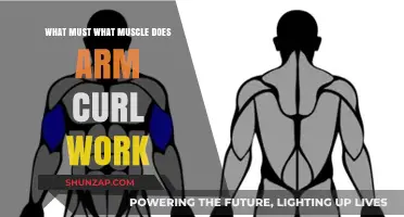 What Muscles Do Arm Curls Work? A Comprehensive Guide