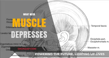 Neck Muscle Depressors: Understanding Their Role and Function