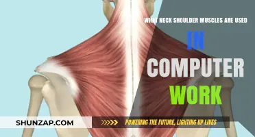 Computer Work Muscles: Neck and Shoulder Strain Explained