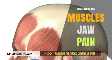 Understanding Jaw Pain: Nerve and Muscle Connections Explained