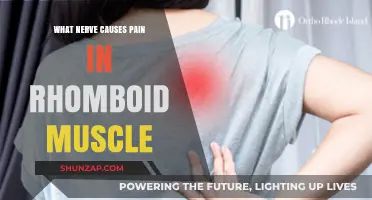 Understanding Rhomboid Muscle Pain: The Role of the Dorsal Scapular Nerve