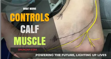 Exploring the Neural Pathways: Which Nerve Governs Calf Muscle Function?
