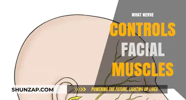 Facial Nerve: The Muscle Maestro