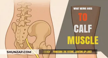 Exploring the Sciatic Nerve's Journey to the Calf Muscles