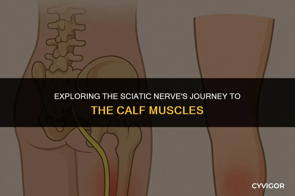 what nerve goes to calf muscle