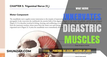 The Digastric Muscle: Innervation and Function