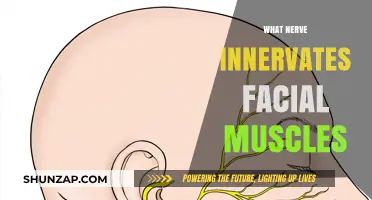 Facial Muscles: Understanding Their Nerve Innervations
