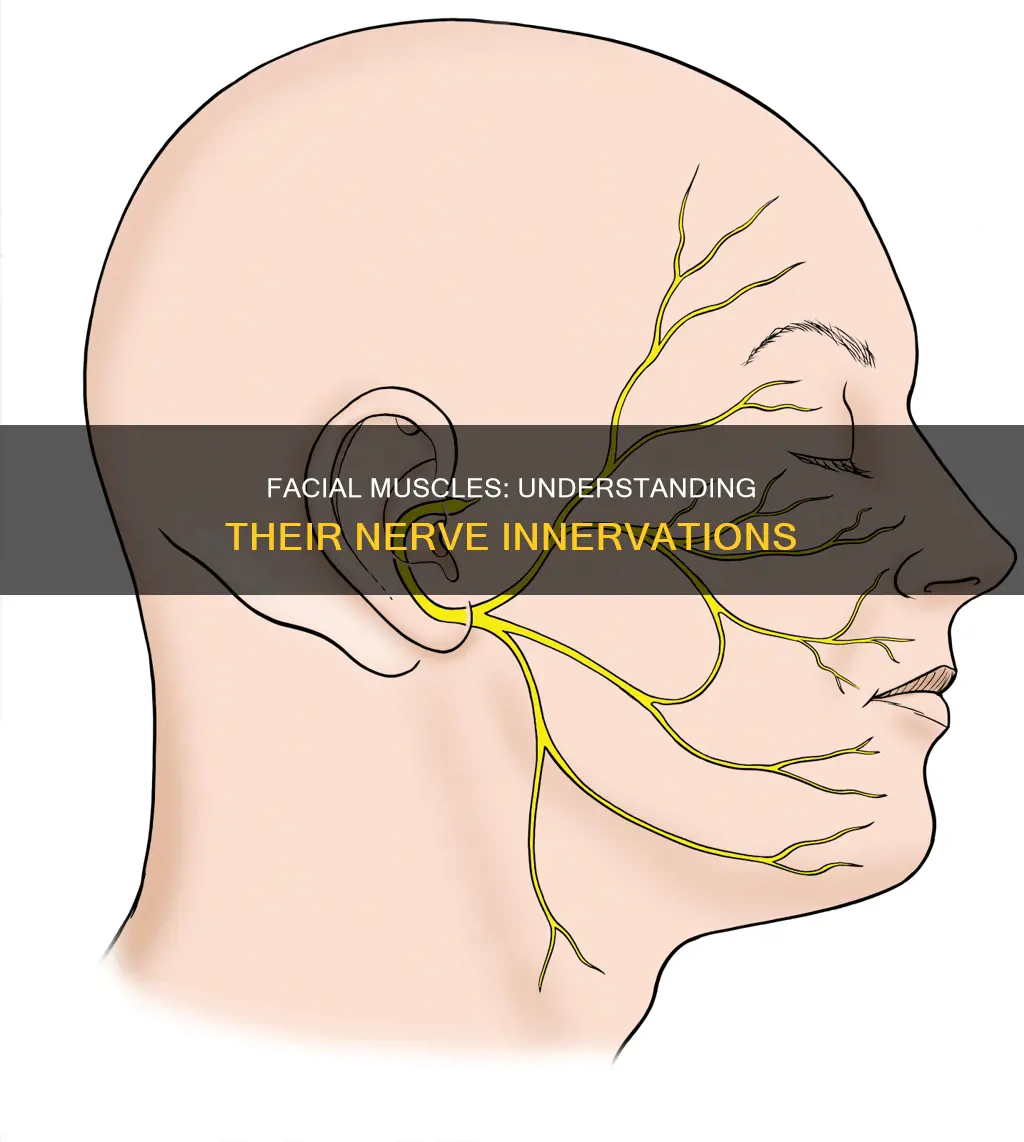 what nerve innervates facial muscles