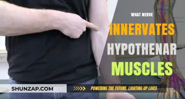 Understanding the Hypothenar Muscles and Their Nerve Supply