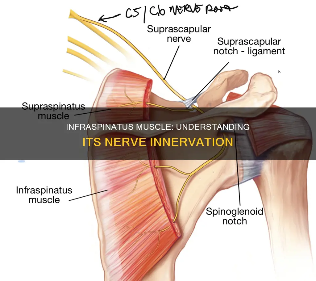 what nerve innervates infraspinatus muscle