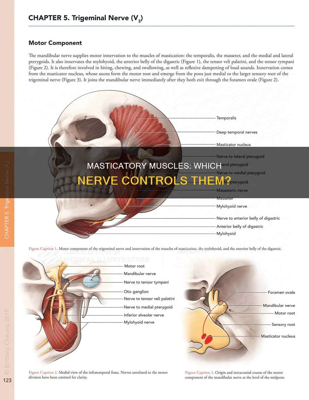what nerve innervates masticatinos muscles