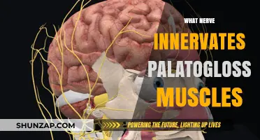 Innervation of Palatoglossus Muscles: Which Nerve Controls Them?