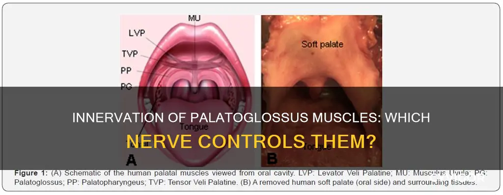 what nerve innervates palatoglossus muscles