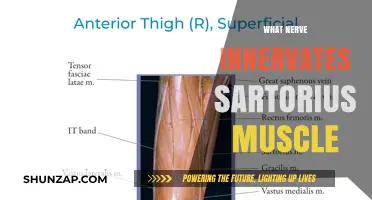 Sartorius Muscle: Innervation and Function