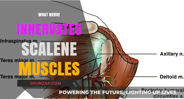 Innervation of Scalene Muscles: The Nervous System's Role