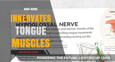 Tongue Muscles and Their Nerve Supply