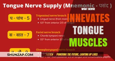 Tongue Muscles and Their Nerve Supply