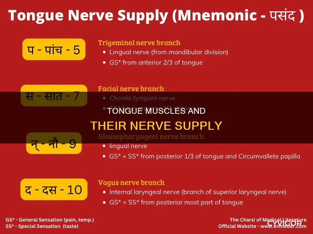 what nerve innevates tongue muscles
