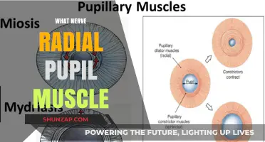 Radial Nerve's Pupil Muscle Impact: Understanding the Connection