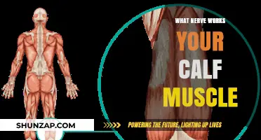 Understanding the Nerve That Powers Your Calf Muscle Function